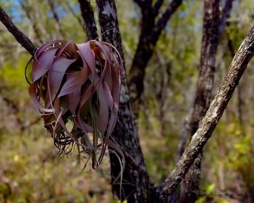 Xerographica Air Plant (Tillandsia xerographica)