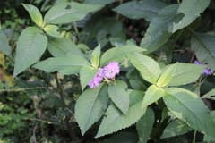 Mountain Daisy (Bothriocline)