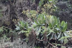 None known (Afrosciadium kerstenii)
