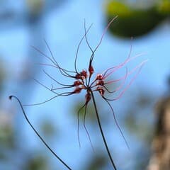 Bulbophyllum gracillimum (Bulbophyllum gracillimum)