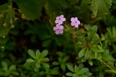 Siberian rock jasmine (Androsace sarmentosa)