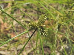 Clustered Flatsedge (Cyperus aggregatus)