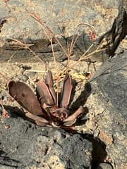 Nakedstem paramollugo (Paramollugo nudicaulis)