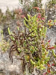 Saltbush (Halostachys)