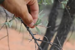 Giant Wattle (Acacia excelsa)