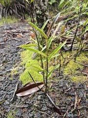 Jewel Orchid (Bromheadia)