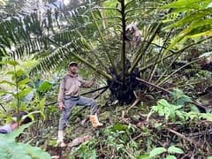 Giant Fern (Angiopteris evecta)