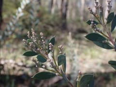White Thorn (Acacia leucolobia)