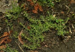 Knotgrass (Polycnemum)