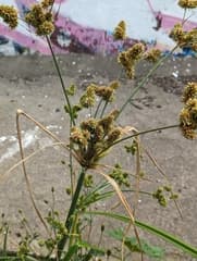 Foxtail Flatsedge (Cyperus alopecuroides)