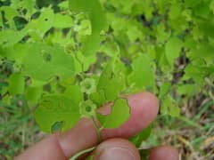 Snow Bush (Breynia disticha)