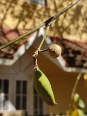 Pongame oil tree (Pongamia)