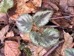Yellow Archangel (Lamiastrum galeobdolon)