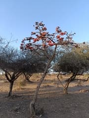 Flame-of-the-forest (Butea)
