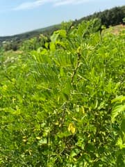 Indigofera scopa (Indigofera scopa)