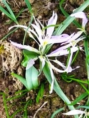 Autumn Crocus (Merendera)