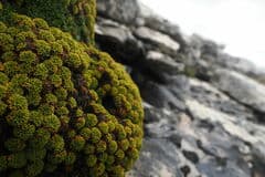 Azorella (Azorella caespitosa)