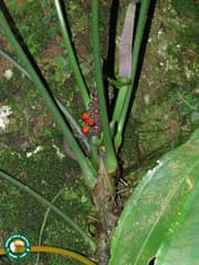 Anthurium (Anthurium pentaphyllum)
