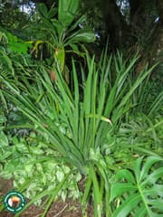 Glow plant (Deluciris)