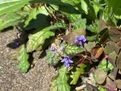 Creeping Bugleweed (Ajuga decumbens)
