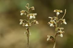 Clubmoss (Hetaeria)
