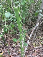Key West Cactus (Acanthocereus pentagonus)