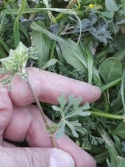 Egyptian Mallow (Malva aegyptia)