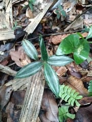 False aralia (Buforrestia)
