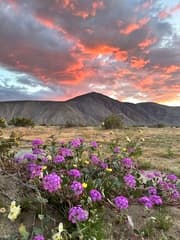 Desert Sand Verbena (Abronia villosa)