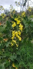 Wild Cabbage (Brassica cretica)
