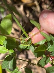 Lucia's rose (Rosa lucieae)