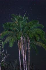 Peach Palm (Guilielma)