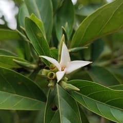 Princess flower (Cordiera)