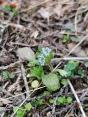 Corn Salad (Valerianella)