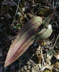 Satyr orchid (Coeloglossum satyrioides)