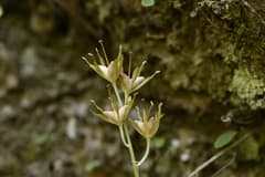 Ypsilandra (Ypsilandra)