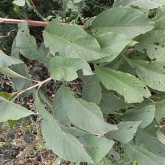 Mexican beautyberry (Aegiphila integrifolia)