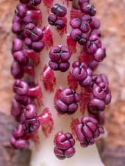 Jack-in-the-pulpit (Arisaema)