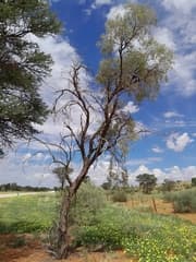 Redwood Thorn (Vachellia haematoxylon)
