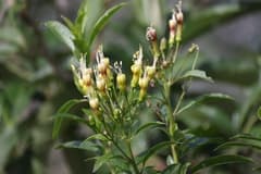 Sacred Flower of the Incas (Cantua pyrifolia)