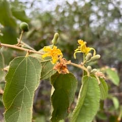 Velvet Grewia (Grewia flavescens)