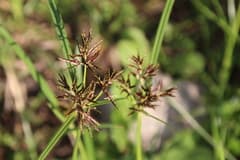 Rigidleaf Flatsedge (Cyperus rigidifolius)