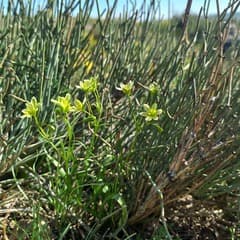 Kunawur Gagea (Gagea kunawurensis)