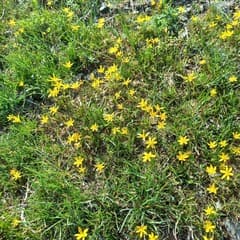 Olga's Gagea (Gagea olgae)