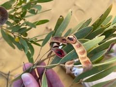 One-sided bottlebrush (Acacia cyclops)