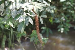 Jaborandi (Pilocarpus)