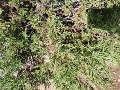 California Incense-cedar (Cupressus thurifera)