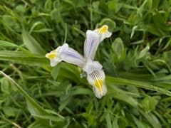 Siberian Iris (Iris vicaria)