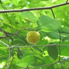 Mountain Soursop (Annona montana)