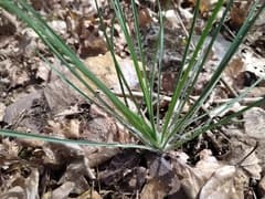 St Bernard's Lily (Anthericum liliago)